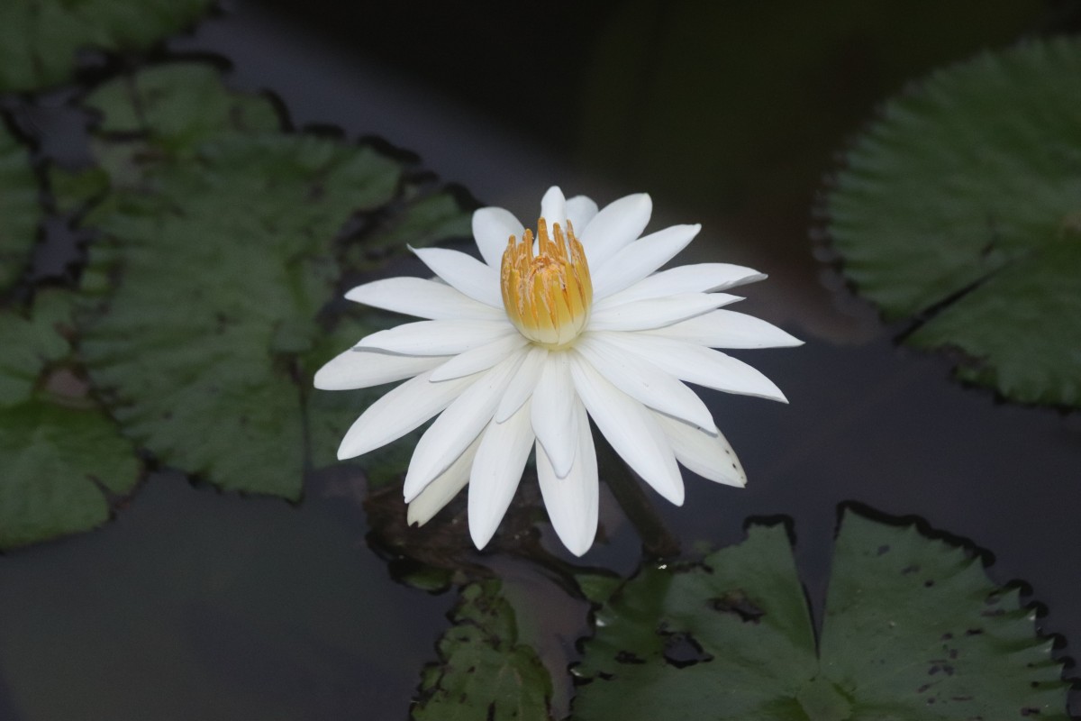 Nymphaea pubescens Willd.